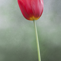 Buy canvas prints of Single, red tulip by Stef B