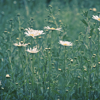 Buy canvas prints of Wild Daisies by Stef B