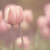 Buy canvas prints of Pink Tulips by Stef B