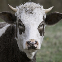 Buy canvas prints of Cow Portrait by Stef B
