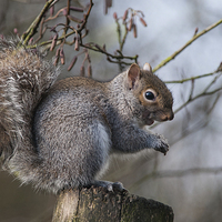 Buy canvas prints of Squirrel by Stef B
