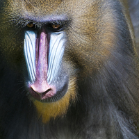 Buy canvas prints of Mandrill by Stef B