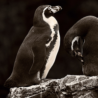 Buy canvas prints of Penguins by Stef B