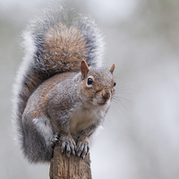 Buy canvas prints of Squirrel by Stef B