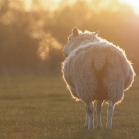 Buy canvas prints of Sheep by Stef B