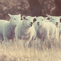 Buy canvas prints of Lambs by Stef B
