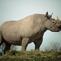 Buy canvas prints of Black Rhinoceros by Stef B