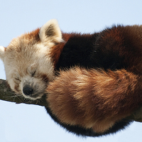Buy canvas prints of Red Panda by Stef B