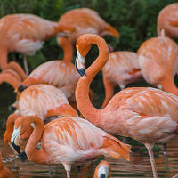 Buy canvas prints of Pink Flamingos by Stef B