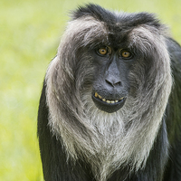 Buy canvas prints of Lion Tailed Macaque by Stef B