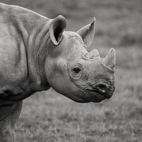 Buy canvas prints of Young Black Rhino by Stef B