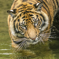 Buy canvas prints of Tiger cub by Stef B