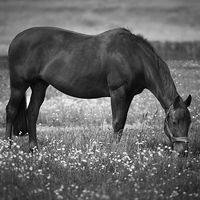 Buy canvas prints of Horse grazing by Stef B