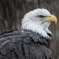 Buy canvas prints of Bald Eagle by Stef B