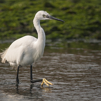 Buy canvas prints of Little Egret by Stef B