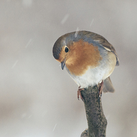 Buy canvas prints of Robin by Stef B
