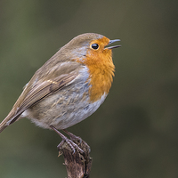 Buy canvas prints of Singing Robin by Stef B