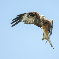 Buy canvas prints of Red kite by Stef B