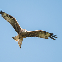 Buy canvas prints of Red Kite by Stef B