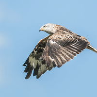 Buy canvas prints of Red Kite by Stef B