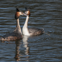 Buy canvas prints of Great Crested Grebe by Stef B