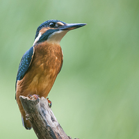 Buy canvas prints of Kingfisher by Stef B