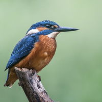 Buy canvas prints of Kingfisher by Stef B