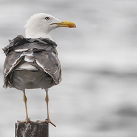 Buy canvas prints of Lesser Black Backed Gull by Stef B