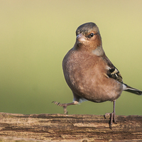 Buy canvas prints of Dancing Chaffinch by Stef B