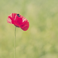 Buy canvas prints of Poppy with a Bee by Stef B
