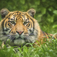 Buy canvas prints of Tiger cub by Stef B