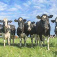 Buy canvas prints of  Cows by Stef B