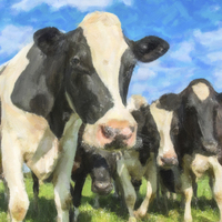 Buy canvas prints of Nosey Cows by Stef B