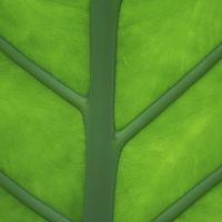 Buy canvas prints of  Tropical Leaf by Stef B
