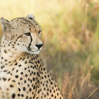 Buy canvas prints of Cheetah by Andrew Sturrock