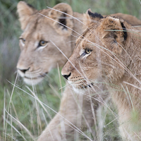 Buy canvas prints of Young Lions by Andrew Sturrock