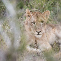 Buy canvas prints of Lion Through The Bush by Andrew Sturrock