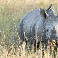 Buy canvas prints of Baby Rhino by Andrew Sturrock