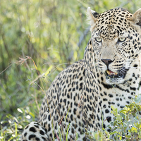 Buy canvas prints of Leopard by Andrew Sturrock