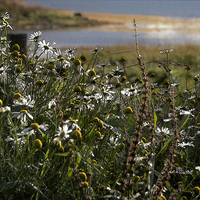 Buy canvas prints of  Camomile Daisies  by Angela Rowlands