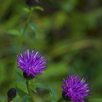 Buy canvas prints of  Beauty in the wild -Common Knapweed by Angela Rowlands