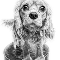 Buy canvas prints of Cavalier King Charles Spaniel Puppy Dog Portrait | by Edward Fielding