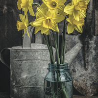 Buy canvas prints of Spring Daffodil Flowers by Edward Fielding