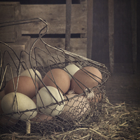 Buy canvas prints of Eggs in vintage wire egg basket by Edward Fielding