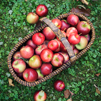 Buy canvas prints of Fresh picked apples by Edward Fielding