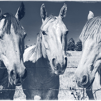 Buy canvas prints of Horsing Around by Edward Fielding