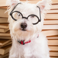 Buy canvas prints of Bookworm Dog by Edward Fielding