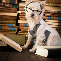 Buy canvas prints of Dog reading books by Edward Fielding