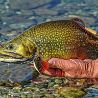 Buy canvas prints of Trout by Edward Fielding