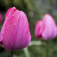 Buy canvas prints of Spring Tulips by Edward Fielding